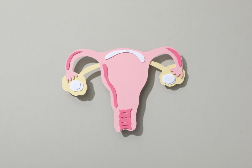 子宮の画像